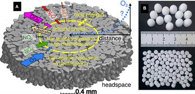 Denitrification in Soil Aggregate Analogues-Effect of Aggregate Size and Oxygen Diffusion